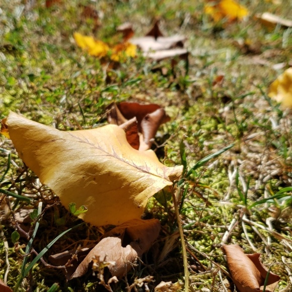 Meet your Posher, Kayla - Picture 1 of 1